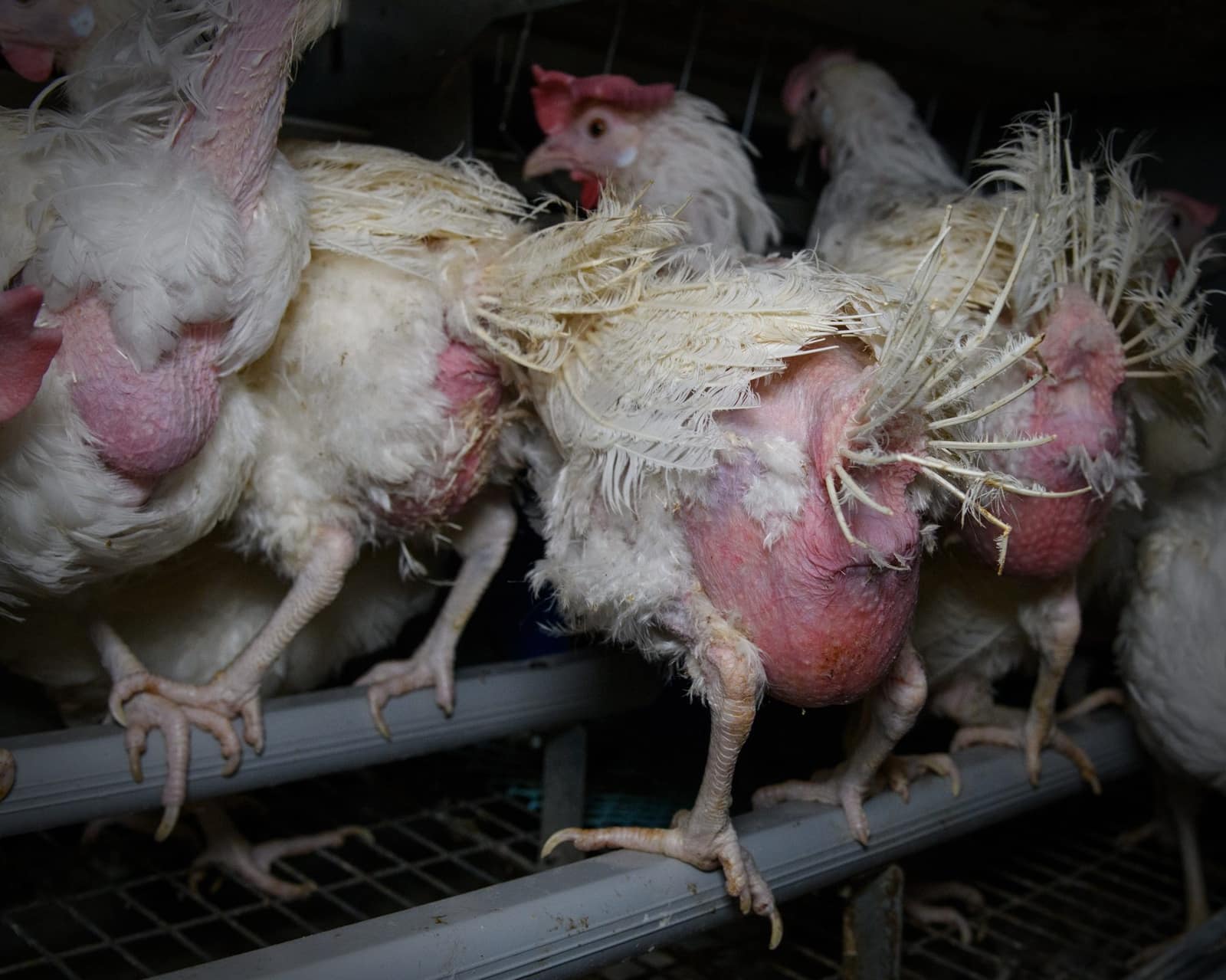 Hens packed into a battery shed
