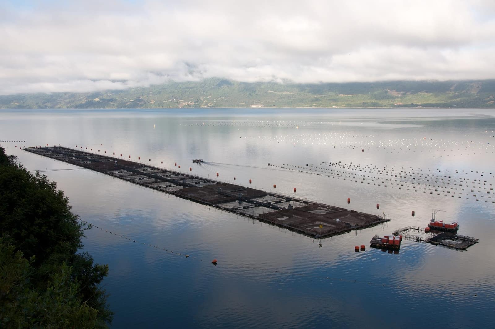 Farmed salmon in industrial net pens at sea