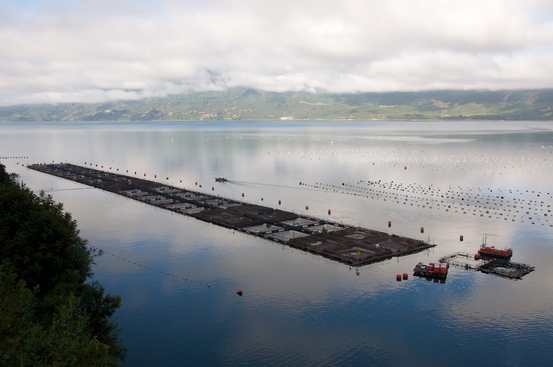 Farmed salmon in industrial net pens at sea